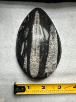 Natural Orthoceras Fossil Specimen #2