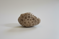 Petoskey Stone