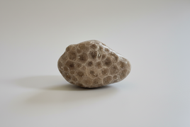 Petoskey Stone