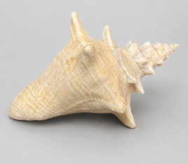 Assorted Shells for Crafts or Decor