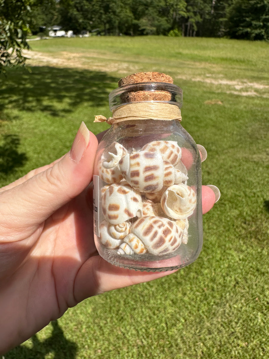 Glass Jar with Shells #1| Gems & Minerals Rock