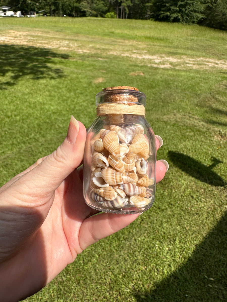 Jars With Shells Glass Jar with Shells #5| Gems & Minerals Rock