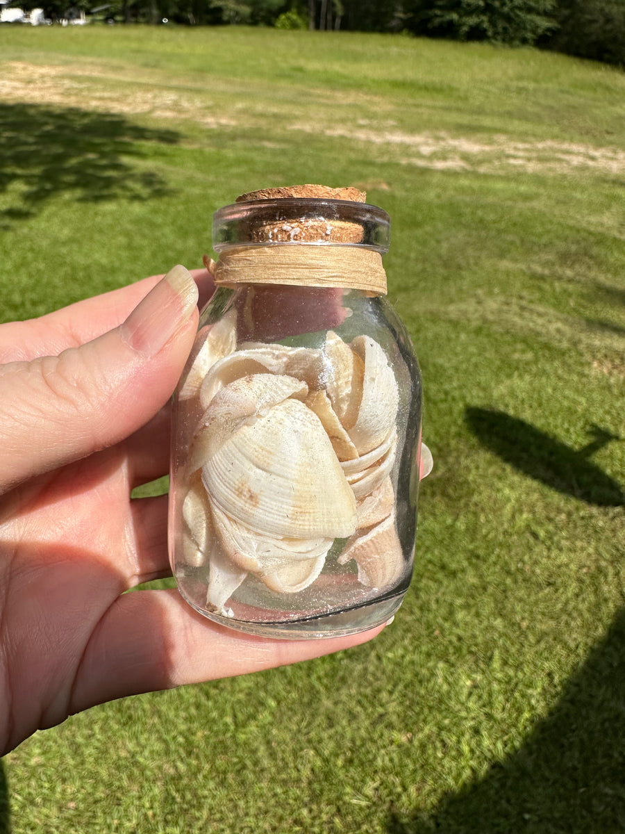Glass Jar with Shells #2| Gems & Minerals Rock