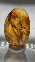 Fossil Insect Inclusion in Burmese Amber #5