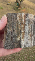 Petrified Wood Specimen #2