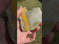 Bumblebee Jasper, Java, Indonesia #4