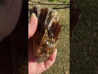 Natural Amber Calcite Raw Specimen UV Reactive #12