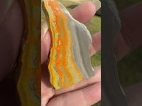 Bumblebee Jasper, Java, Indonesia #9
