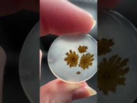 Scenic Dendritic Agate Cabochon #4