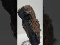 Permineralized Wood Specimen with Quartz Druzy