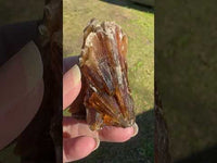 Natural Amber Calcite Raw Specimen UV Reactive #18