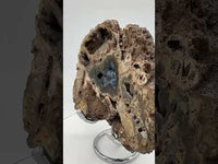 Agatized Coral, Florida