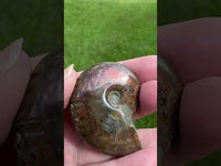 Polished Ammonite Fossil 14b
