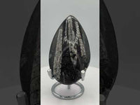 Natural Orthoceras Fossil Specimen #4