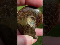 Polished Ammonite Fossil #7