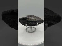 Natural Orthoceras Fossil Specimen #15
