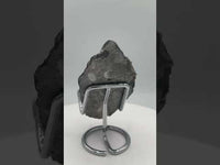 Natural Orthoceras Fossil Specimen #9