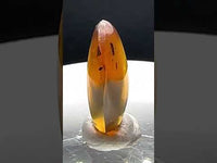 Fossil Insect Inclusion in Burmese Amber #2