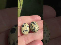 Dalmatian Jasper 18x13mm Cabochon Pair