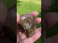 Polished Ammonite Fossil 19b
