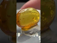 Fossil Insect Inclusion in Burmese Amber #3