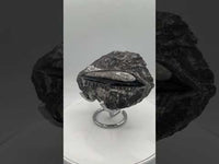 Natural Orthoceras Fossil Specimen #13