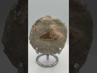 Otodus Shark Tooth, Eocene, Khouribga, Morocco on Matrix #2