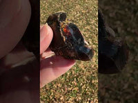 Raw Amber Specimen #14