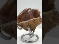 Withlacoochee River Agatized Coral #13
