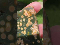 8th Vein Ocean Jasper Slab #50