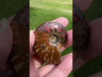Polished Ammonite Fossil 2e