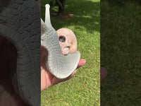 Grey & Pink Snail with Skull
