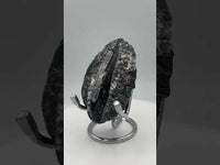 Natural Orthoceras Fossil Specimen #19