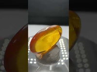 Fossil Insect Inclusion in Burmese Amber #7