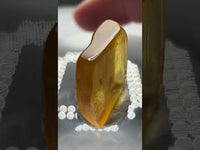Fossil Insect Inclusion in Burmese Amber #4