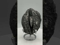 Natural Orthoceras Fossil Specimen #10