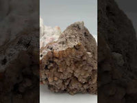 Withlacoochee River Agatized Coral #11