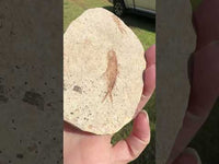 Fossil Fish, Eocene, Green River, Kemmerer, WY