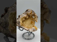 Withlacoochee River Agatized Coral #12