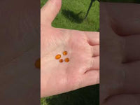 Orange Onyx Parcel 1.85ct