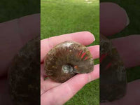 Polished Ammonite Fossil 8b