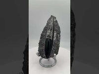 Natural Orthoceras Fossil Specimen #8