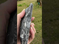 Orthoceras Fossil #12