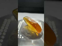 Fossil Insect Inclusion in Burmese Amber #8