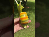 Green & Yellow Orange Snail with Skull