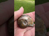 Polished Ammonite Fossil 16b