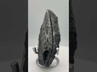 Natural Orthoceras Fossil Specimen #5