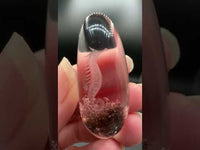 Beautiful Seahorse Garden Quartz Inner Scene Carving #4