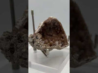 Withlacoochee River Agatized Coral #9