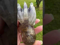 Fluorite Dragon Head Carving #21